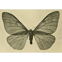/filer/webapps/moths/media/images/B/butyrospermi_Cirina_AT_Vuillet_1911_4.jpg