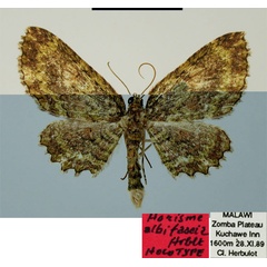 /filer/webapps/moths/media/images/A/albifascia_Horisme_HT_ZSMa.jpg