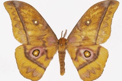 Gonimbrasia wahlbergii callophthalma