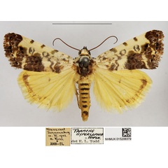 /filer/webapps/moths/media/images/T/tinctilis_Emmelia_AM_NHMUK.jpg