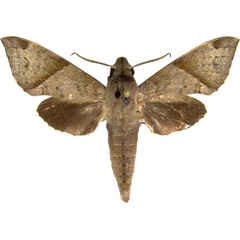 /filer/webapps/moths/media/images/G/griseata_Temnora_AM_MCJM.jpg