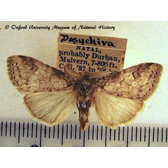 /filer/webapps/moths/media/images/G/gwelila_Laelia_A_OUMNH.jpg