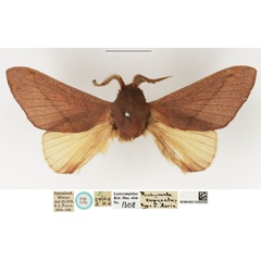 /filer/webapps/moths/media/images/C/capreolus_Pachymeta_STM_NHMUK.jpg