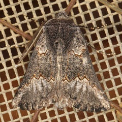 /filer/webapps/moths/media/images/I/interscripta_Drepanogynis_AM_Heyns_01.jpg