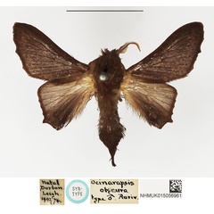 /filer/webapps/moths/media/images/O/obscura_Ocinaropsis_STM_NHMUK.jpg