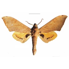 /filer/webapps/moths/media/images/A/axis_Pseudoclanis_PTM_Kleinera.jpg