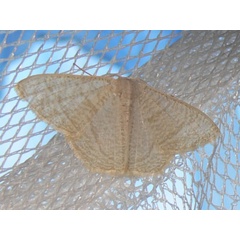 /filer/webapps/moths/media/images/L/lemairei_hyalinometra_A_Goff_02.JPG