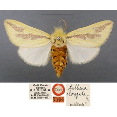 /filer/webapps/moths/media/images/E/elongata_Antheua_HT_NHMUK.jpg