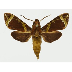 /filer/webapps/moths/media/images/C/camerounensis_Antinephele_AM_Basquin_02a.jpg