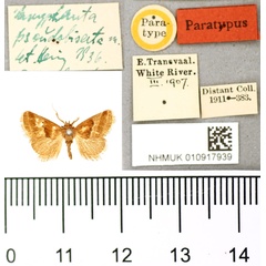 /filer/webapps/moths/media/images/P/pseudobisecta_Paryphanta_PT_BMNH.jpg