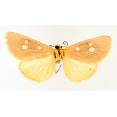 /filer/webapps/moths/media/images/F/flavigutta_Rhanidophora_AM_TMSA_01.jpg