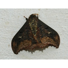 /filer/webapps/moths/media/images/A/agathylla_Micragone_A_Voaden_CAR.jpg