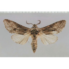 /filer/webapps/moths/media/images/C/contusa_Brachylia_PT_ZMHB_01.jpg