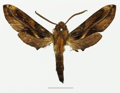 /filer/webapps/moths/media/images/O/orpheus_Theretra_AM_Basquin_02a.jpg