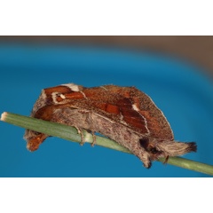 /filer/webapps/moths/media/images/C/carinata_Streblote_A_Roland_01.jpg