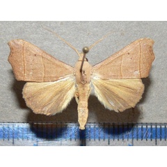 /filer/webapps/moths/media/images/E/efulensis_Hondryches_A_Goffa_02.jpg