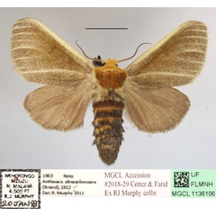 /filer/webapps/moths/media/images/O/olivaceomicans_Antheua_A_MGCLa_02.JPG