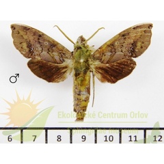 /filer/webapps/moths/media/images/B/butleri_Hypaedalea_AM_SMCR_01.jpg