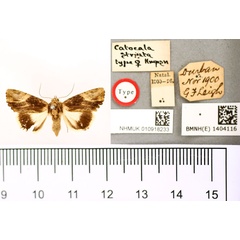 /filer/webapps/moths/media/images/S/striata_Catephia_HT_BMNH.jpg