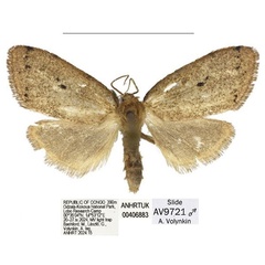 /filer/webapps/moths/media/images/B/biangulata_Spatulosia_HT_ANHRT.jpg