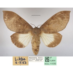 /filer/webapps/moths/media/images/L/lamborni_Pachymetana_AF_MGCLa_01.JPG