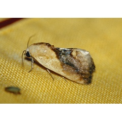 /filer/webapps/moths/media/images/A/aureola_Emmelia_A_Roland_01.jpg