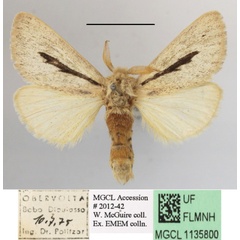 /filer/webapps/moths/media/images/R/rhabdophora_Roppa_A_MGCLa_03.JPG