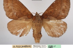 Stoermeriana bakeri