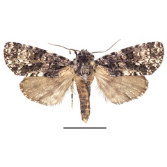 /filer/webapps/moths/media/images/P/politzari_Corniculonycta_PTF_SMNS_01.jpg