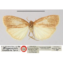 /filer/webapps/moths/media/images/T/tinaeella_Phryganopsis_HT_BMNH.jpg