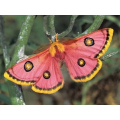 /filer/webapps/moths/media/images/T/trimenii_Eochroa_A_Wolfe_01.jpg
