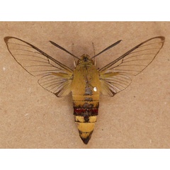/filer/webapps/moths/media/images/H/hylas_Cephonodes_A_Butler.jpg