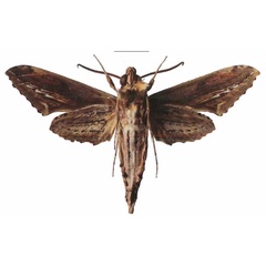 /filer/webapps/moths/media/images/R/rutherfordi_Centroctena_AM_EMEMb.jpg