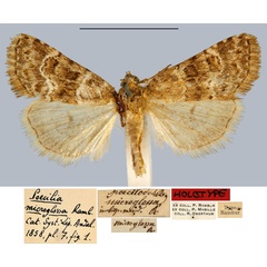 /filer/webapps/moths/media/images/M/microglossa_Poecilia_HT_MNHN.jpg