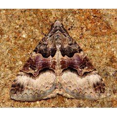 /filer/webapps/moths/media/images/P/polycyma_Tytroca_A_Braun_06.jpg
