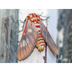 /filer/webapps/moths/media/images/G/guillemei_Balacra_A_Voaden.JPG