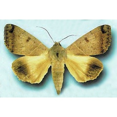 /filer/webapps/moths/media/images/T/triphaenoides_Ophiusa_AM_ZIN.jpg