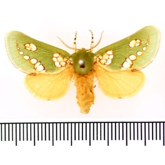 /filer/webapps/moths/media/images/P/prasina_Taeda_AM_BMNH.jpg