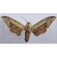 /filer/webapps/moths/media/images/M/malaboensis_Operclanis_HT_Dargea.jpg