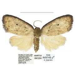 /filer/webapps/moths/media/images/M/mandibula_Spatulosia_PTM_ANHRT.jpg