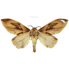 /filer/webapps/moths/media/images/S/sophiae_Leptometa_PTF_Cipolla.jpg