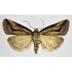 /filer/webapps/moths/media/images/A/albifissa_Eustrotia_A_NHMO.jpg