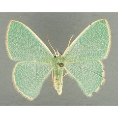 /filer/webapps/moths/media/images/P/pictifimbria_Prasinocyma_AF_TMSA_01.jpg