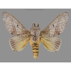 /filer/webapps/moths/media/images/D/delicatulus_Ploco_AM_RMCA.jpg