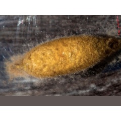 /filer/webapps/moths/media/images/M/mirifica_Chrysopsyche_P_Albert_02.jpg