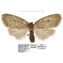 /filer/webapps/moths/media/images/C/clavata_Spatulosia_PTF_ANHRT.jpg
