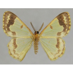 /filer/webapps/moths/media/images/M/modesta_Zamarada_HT_ZSMb.jpg