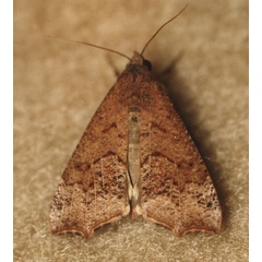 /filer/webapps/moths/media/images/S/sabulifera_Anomis_A_Roland_01w.jpg