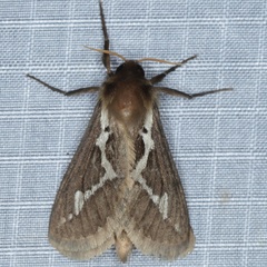 /filer/webapps/moths/media/images/H/homoterma_Eudalaca_A_Heyns_02.JPG
