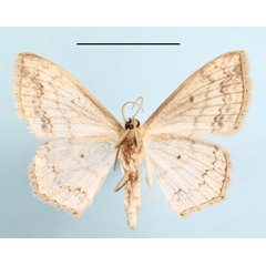 /filer/webapps/moths/media/images/N/nemorivagata_Scopula_A_MGCLb_01.jpg